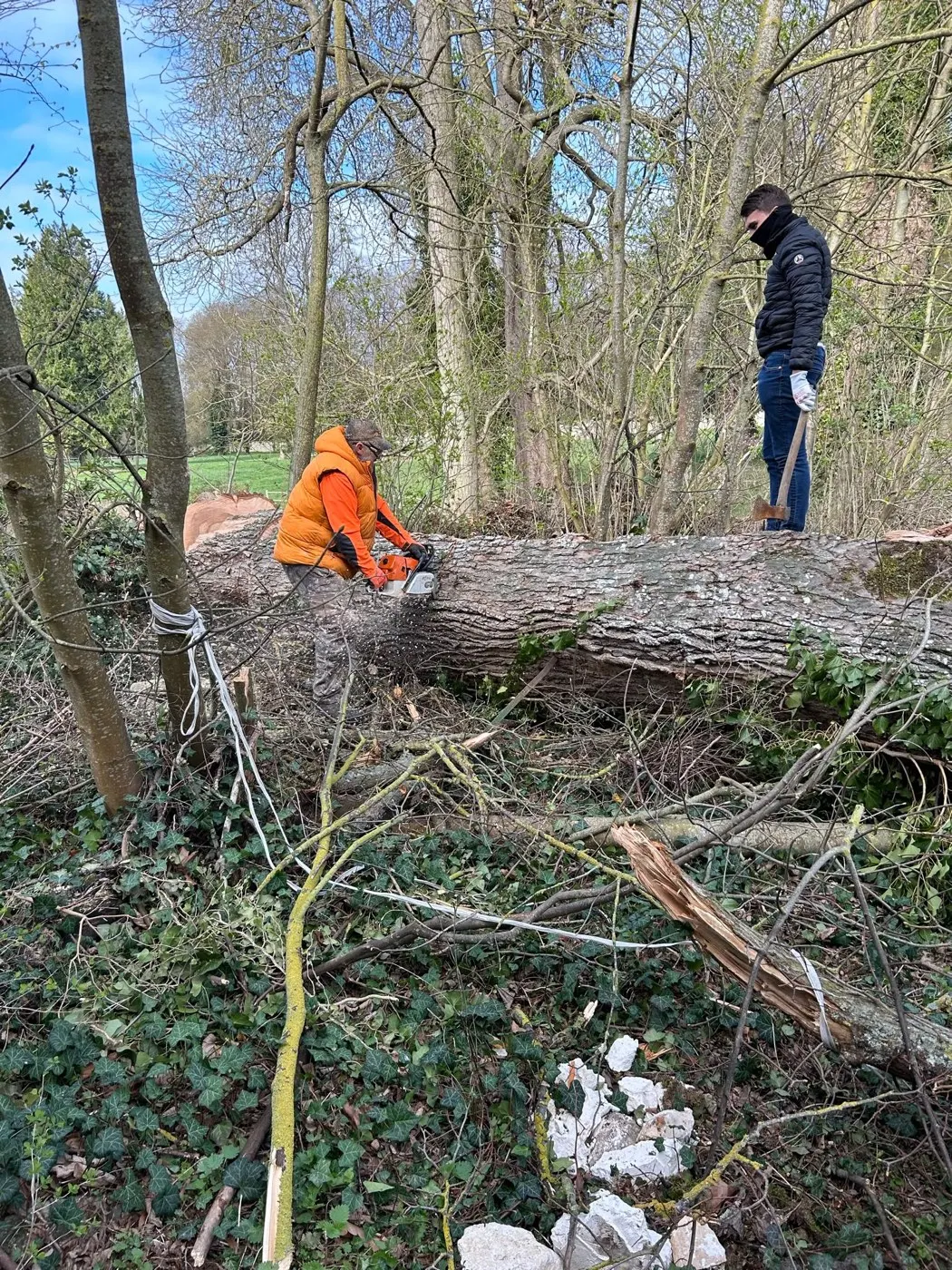 Façonnage d'une grume en sous-bois après abattage, travaux forestiers