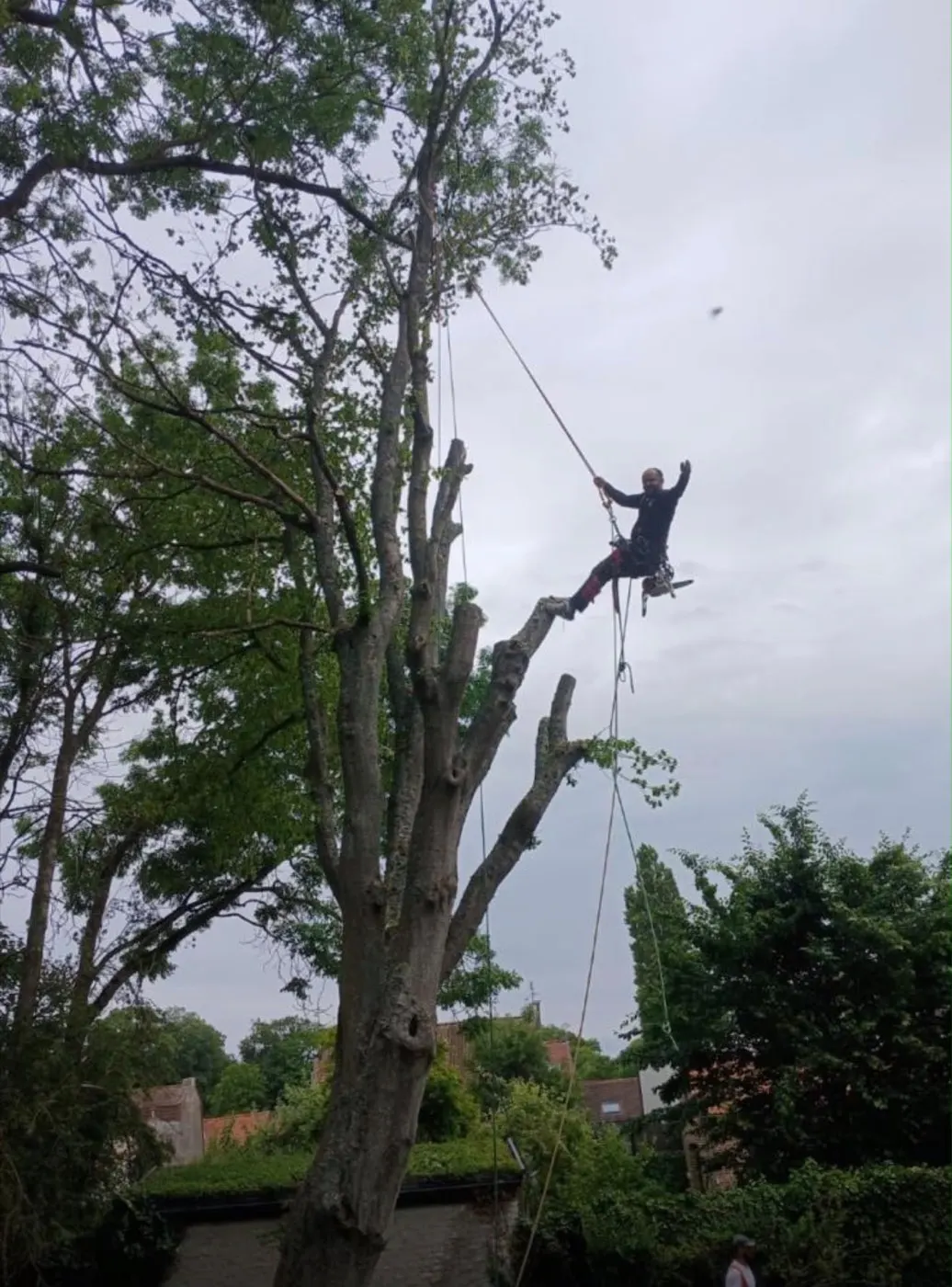 Élagueur cordiste en déplacement sur corde dans un arbre étêté, démontage par sections en Seine-Maritime