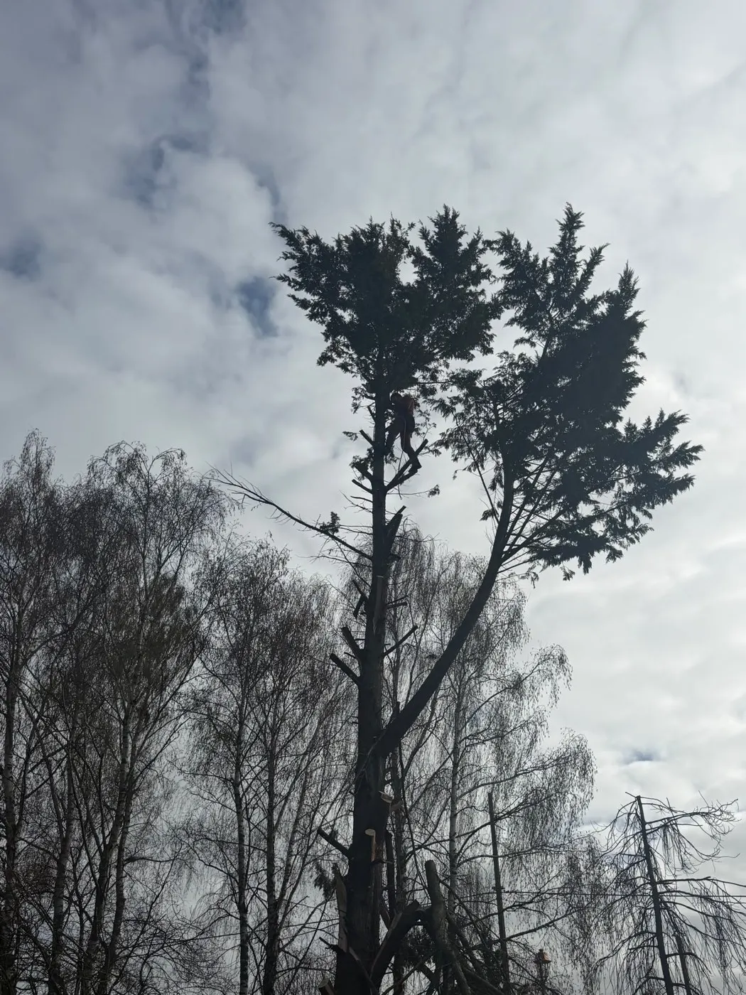 Grand conifère en cours de démontage, branches déjà coupées sur toute la hauteur du tronc