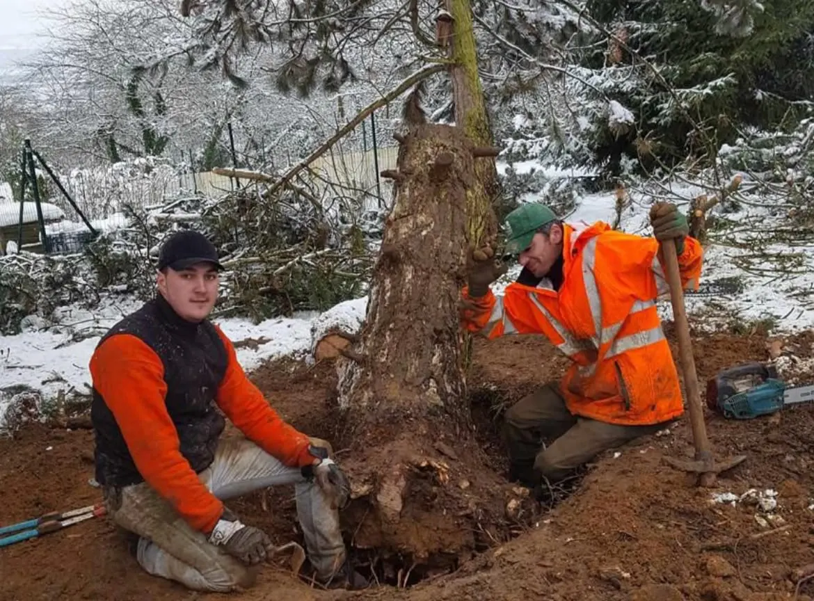 Extraction manuelle d'une souche de conifère à la pioche, chantier d'hiver