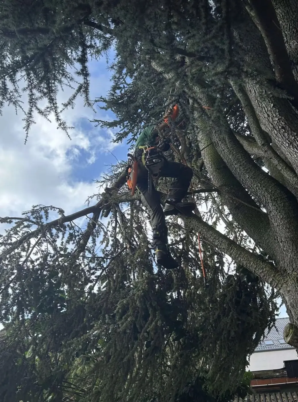 Élagueur grimpeur sur corde dans un cèdre, tronçonneuse à la ceinture, démontage d'arbre près de Rouen