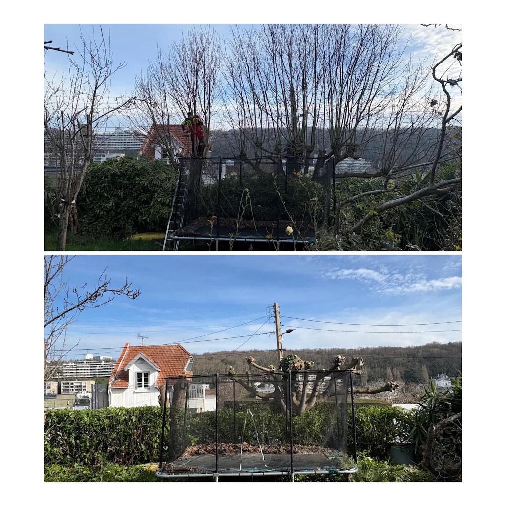 Avant / après : taille en têtard de trois arbres au-dessus d'un trampoline, silhouettes reformées
