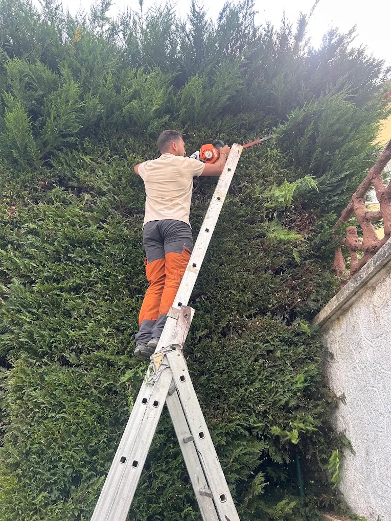 Reprise d'une haute haie de cyprès à l'échelle