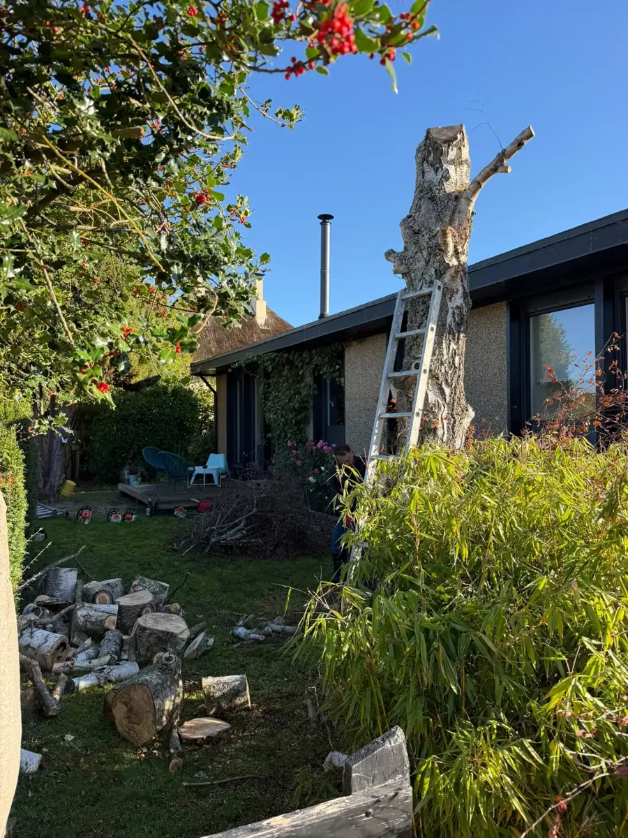 Tronc de bouleau sans branches dressé à côté d'une maison, échelle appuyée contre le fût, rondins de bois au sol
