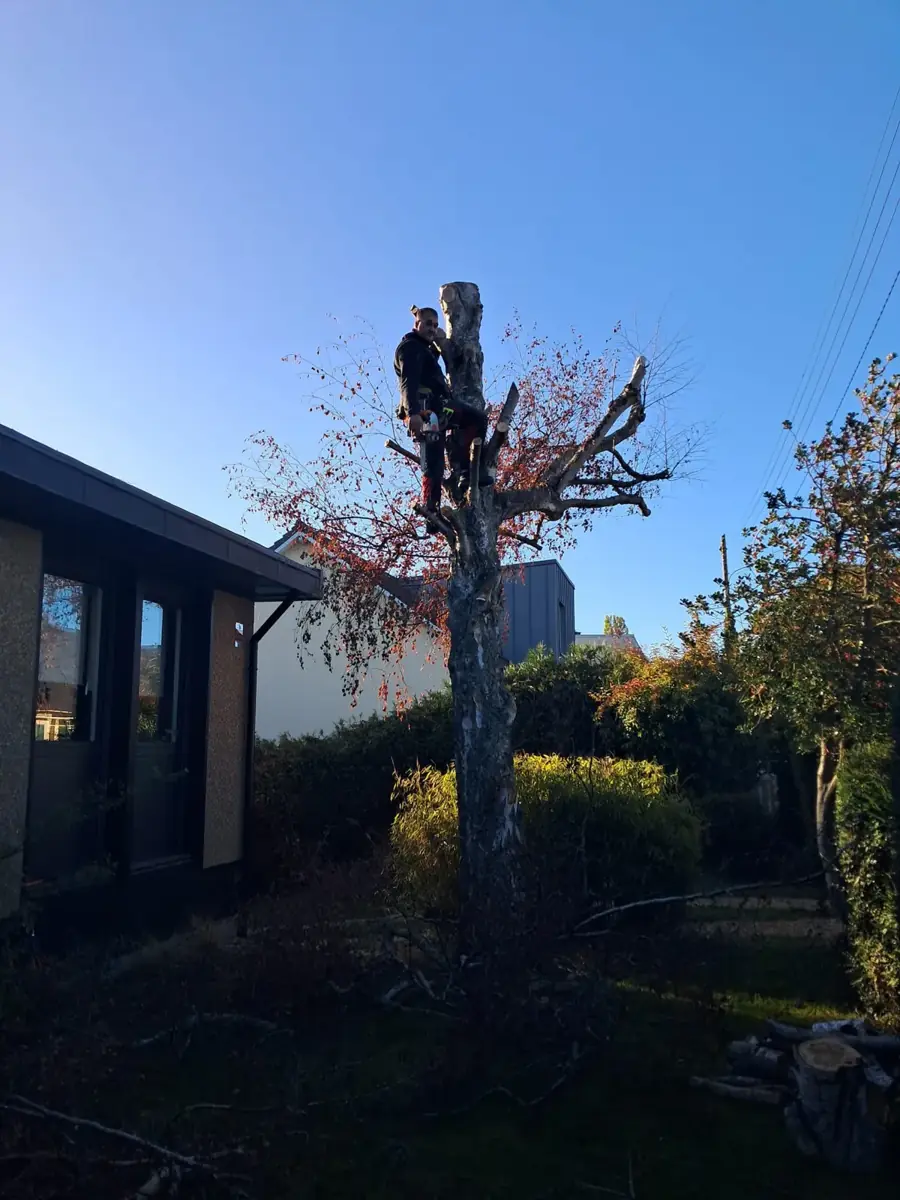 Grimpeur élagueur encordé au sommet du tronc d'un bouleau en cours de démontage, à côté d'une maison de plain-pied